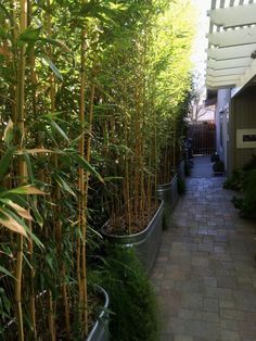 the walkway is lined with tall bamboo trees