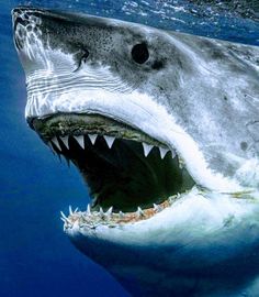 a great white shark with its mouth open