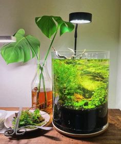 an aquarium with plants in it sitting on a table