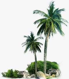 an island with two palm trees and rocks