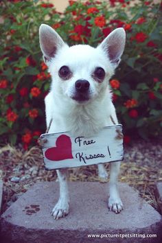 a small white dog standing on top of a cement slab holding a sign that says free hugs