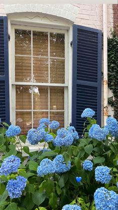 blue flowers are in front of a window with shutters on the outside and inside