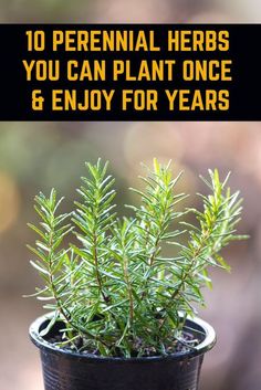 a potted plant with the words 10 perennial herbs you can plant once and enjoy for years