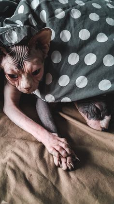 a hairless cat laying on top of a bed under a polka dot blanket next to a pillow