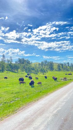 a herd of cattle grazing on a lush green field next to a dirt road under a blue sky with white clouds