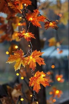 some lights are hanging from a tree with autumn leaves on it and there is no image in the top right corner