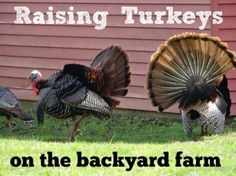 three turkeys are standing in the grass near a red building with words raising turkeys on it