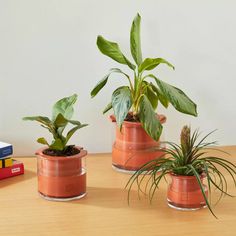 three potted plants sitting on top of a wooden table next to books and a planter