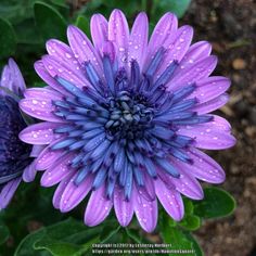 a purple flower with water droplets on it