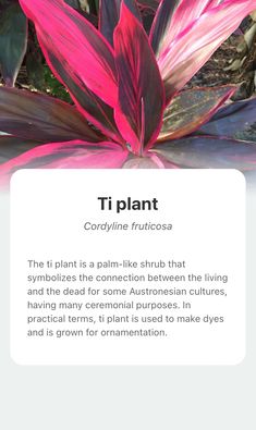 a pink plant with the words ti plant on it