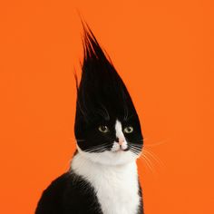 a black and white cat sitting in front of an orange background with long hair on it's head