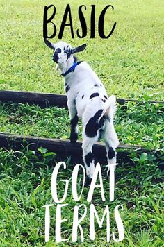 a black and white dog standing on top of a wooden rail in the grass with text overlay that says basic goat items