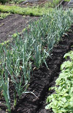 several rows of green plants growing in dirt