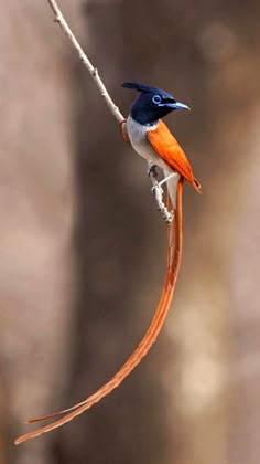 an orange and blue bird sitting on top of a tree branch next to a twig