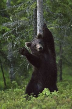 a black bear standing on its hind legs in the woods