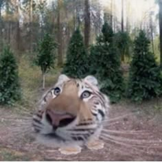 a large tiger standing in the middle of a forest filled with trees and bushes on either side of it's face