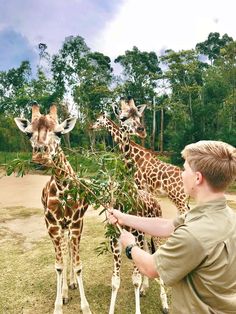 three giraffes eating leaves from a tree while a man looks at them