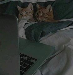 two cats laying on top of a bed next to an open laptop computer in front of them