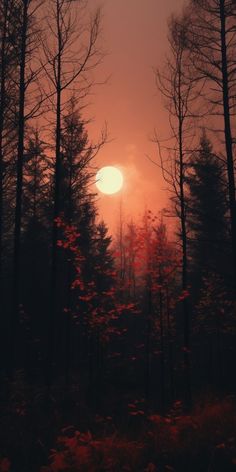 the sun is setting in the distance behind some trees with red leaves on them,