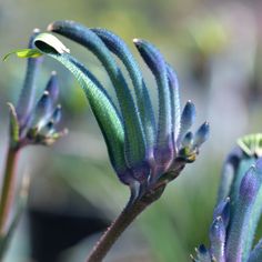 some blue flowers with green stems in the foreground