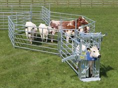 several cows are standing in their pens on the grass