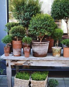 many potted plants on a table outside