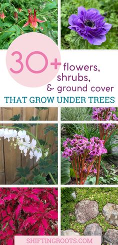 flowers and shrubs that grow under trees with text overlay reading 30 + flowers, shrubs, and ground cover that grow under trees