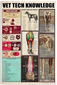 a poster with pictures of horses and their muscles