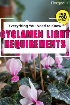 Cyclamen Light Beautiful Pink Flowers, Easy Care Plants, Led Grow, Led Grow Lights, Grow Lights, House Plants, Pink Flowers, Need To Know, Plants