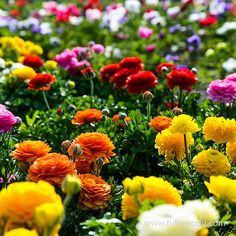 many different colored flowers in a field