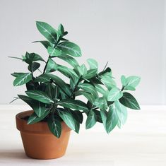 a potted plant sitting on top of a table