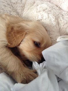 a small brown dog laying on top of a bed next to a white pillow and blanket