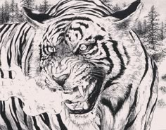 a drawing of two tigers in the snow with their mouths open and one tiger biting another