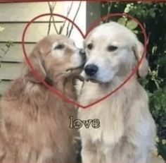 two dogs that are next to each other with a heart in the shape of a dog