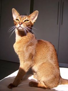 a cat sitting on top of a bed next to a wall and cupboards in the background