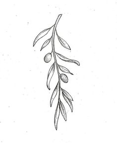 an olive branch with leaves on it is drawn by hand in black and white ink