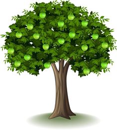 an apple tree with green apples on it