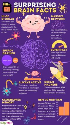 Fact About Brain, Brain Facts Neuroscience, Human Brain Facts, Psychology Neuroscience, Brain Quiz, Brain Thinking, Brain Models, About Brain, Facts About Humans