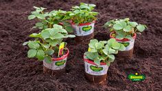 four plastic cups filled with plants in the dirt