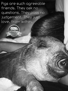 a black and white photo of a pig with a caption that reads pigs are such agreeable friends they ask no questions