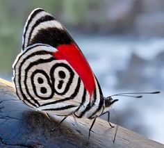 a close up of a butterfly on a branch