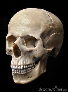 an image of a human skull on black background