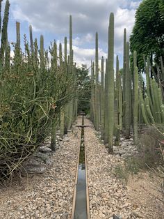 the walkway is lined with cactus trees and rocks