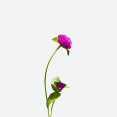 Globe Amaranth Flower, Amaranth Flower, Globe Amaranth, Amaranth