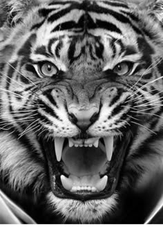 a black and white photo of a tiger with it's mouth open showing teeth