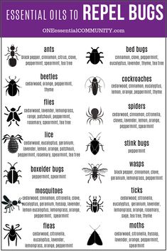 Essential Oils For Stink Bugs, Anti Spider Spray, Diy Peppermint Oil Bug Spray, Bird Repellent Ideas, Natural Spider Repellent For Home, Bug Repellent Diy, Essential Oil Bug Spray Recipe, Homemade Bug Spray Recipe, Essential Oil Bug Spray