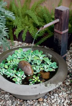 there is a plant in the bowl with water coming from it and some rocks on the ground