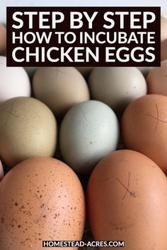 an image of chicken eggs with the words step by step how to incubate chickens