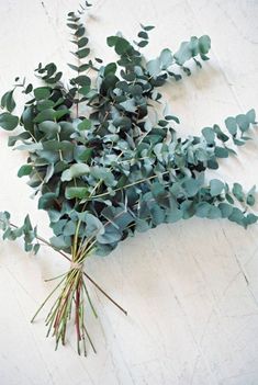 a bunch of green leaves laying on top of a white table next to each other