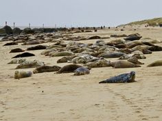 a group of sea lions laying on top of a sandy beach